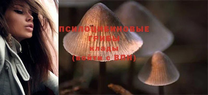 Псилоцибиновые грибы MAGIC MUSHROOMS Грязовец